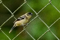 Sporophila morelleti